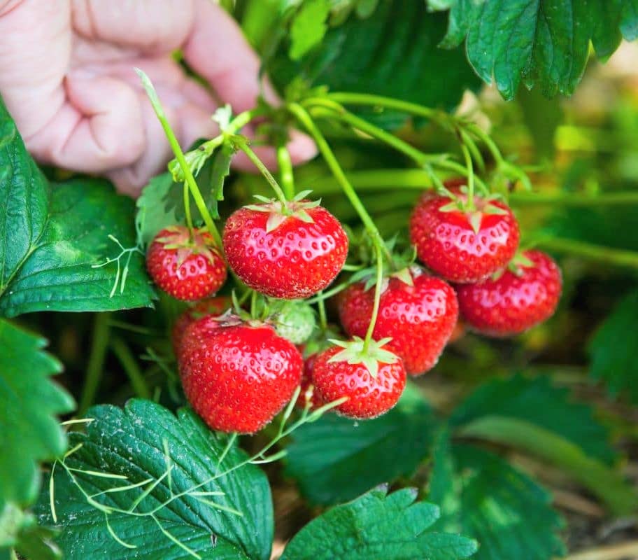 Reflowering - Strawberry for planting in home garden